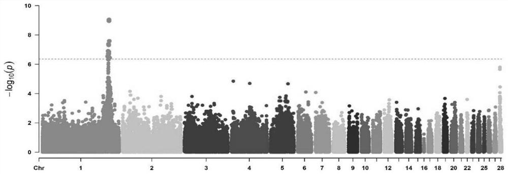 SNP (Single Nucleotide Polymorphism) molecular marker related to chicken black peritoneum character and application