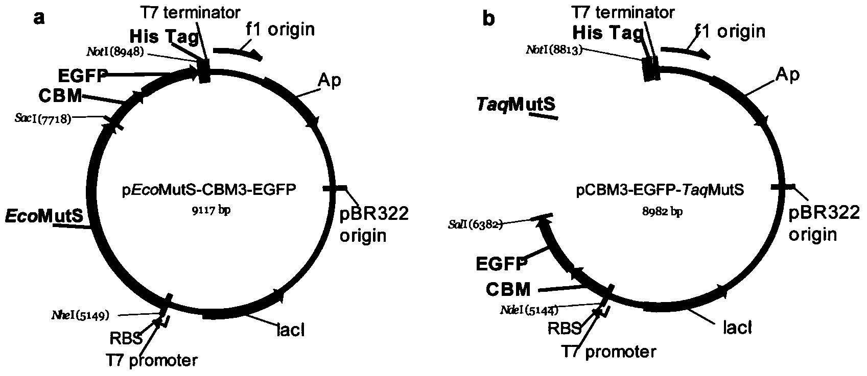 Novel fusion protein of mispairing binding protein and cellulose binding domain 3 and method thereof for removing errors in DNA (Desoxvribose Nucleic Acid) synthesis at high flux