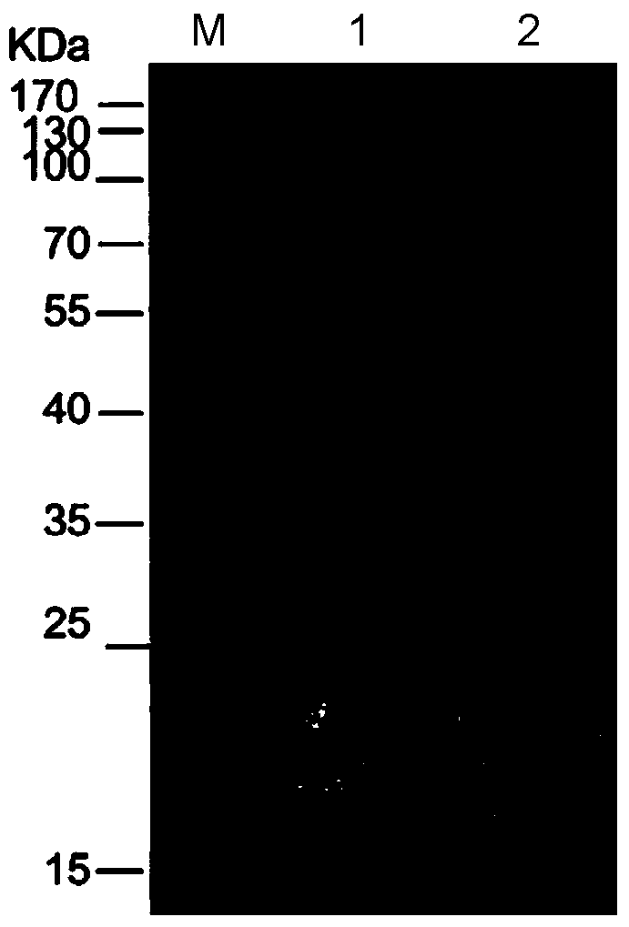 Novel fusion protein of mispairing binding protein and cellulose binding domain 3 and method thereof for removing errors in DNA (Desoxvribose Nucleic Acid) synthesis at high flux