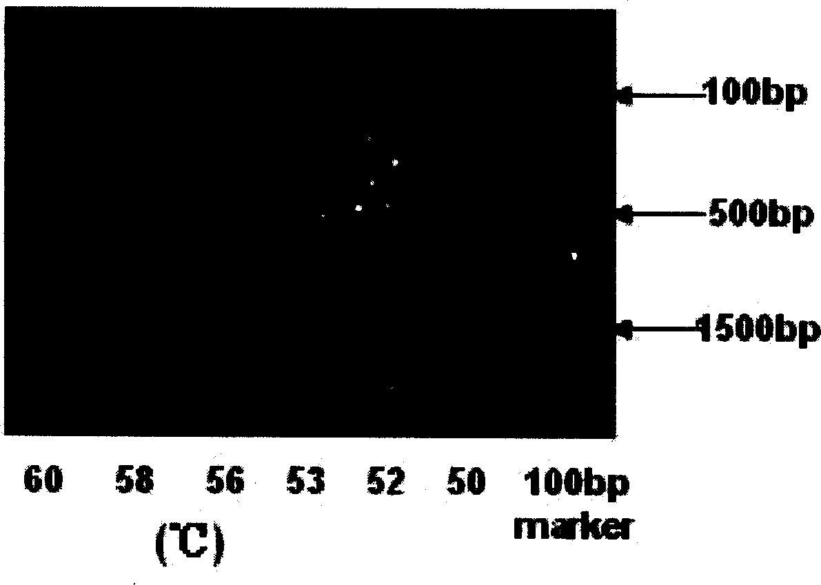 HIV-1 yesisting polypeptide C22, its coding sequence and prepn process