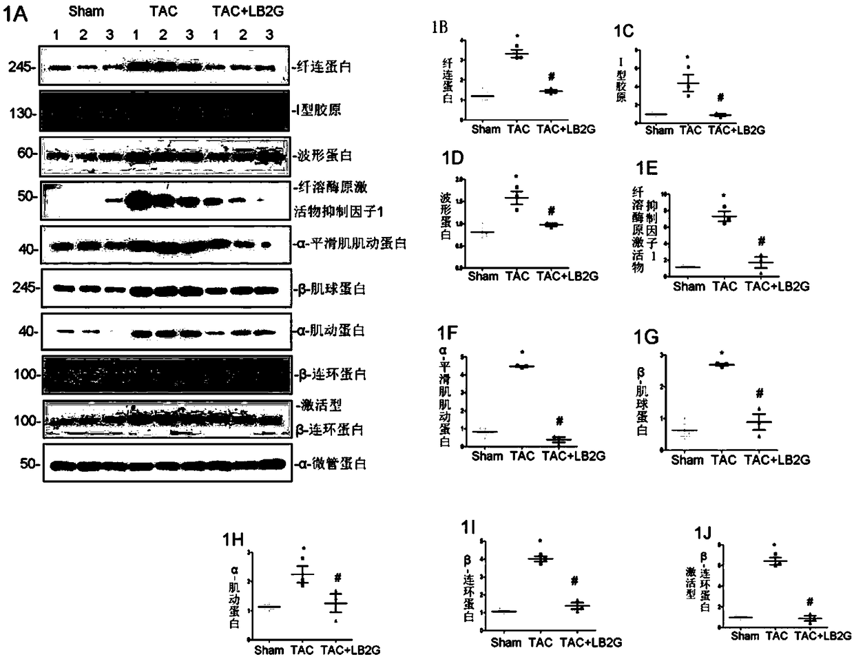 Application of benzimidazole derivatives in preparation of medicines for treating congestive heart failure