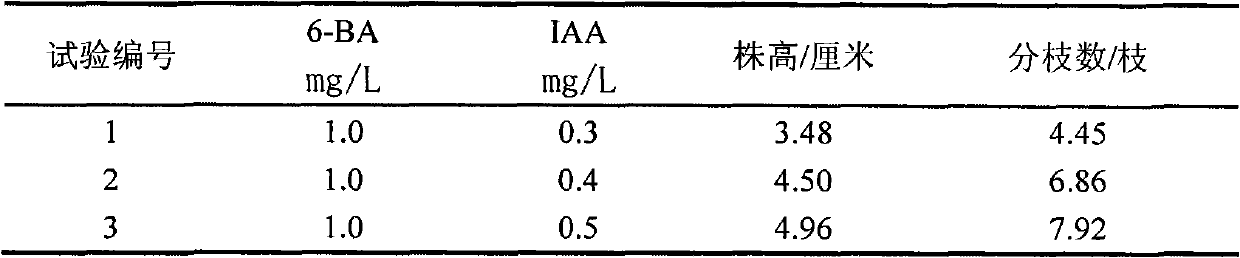 Method for rapidly propagating roots of subprostrate sophora by tissue culture