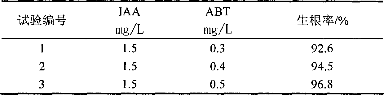 Method for rapidly propagating roots of subprostrate sophora by tissue culture