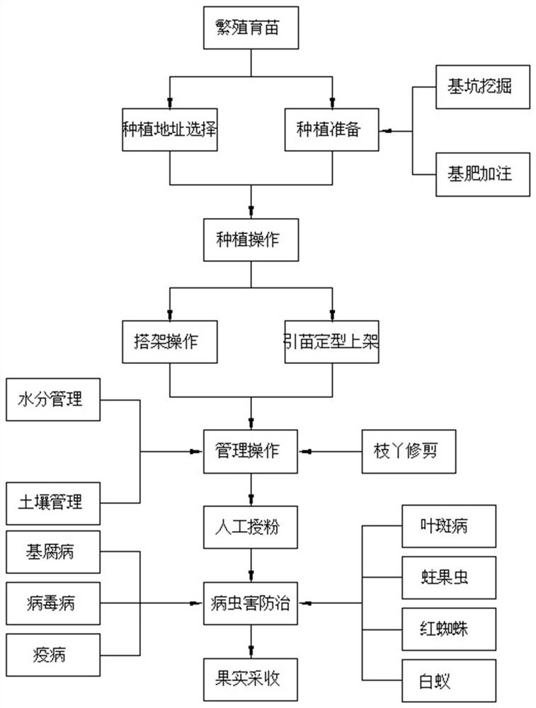 Planting method of organic passion fruits