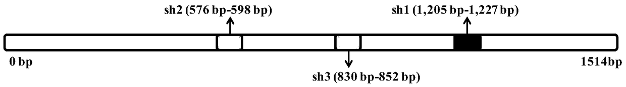 A method for silencing oasl gene in df-1 cell line