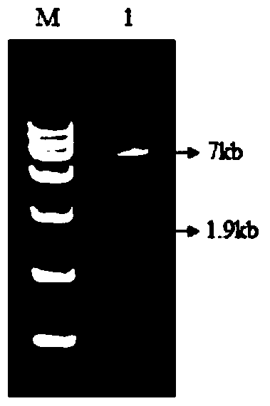 A method for silencing oasl gene in df-1 cell line