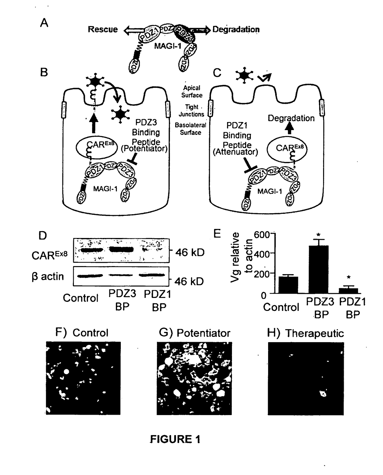 Peptide-based molecules for modulating car expression or accessibility and uses thereof