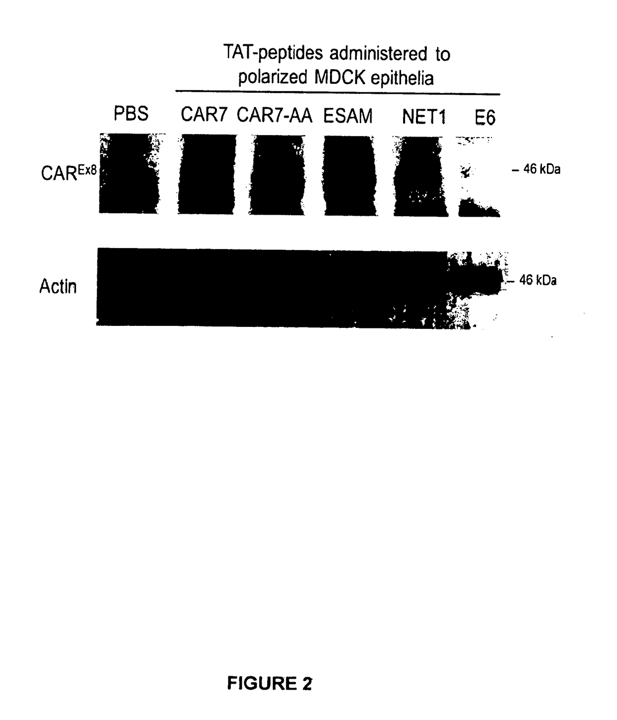 Peptide-based molecules for modulating car expression or accessibility and uses thereof