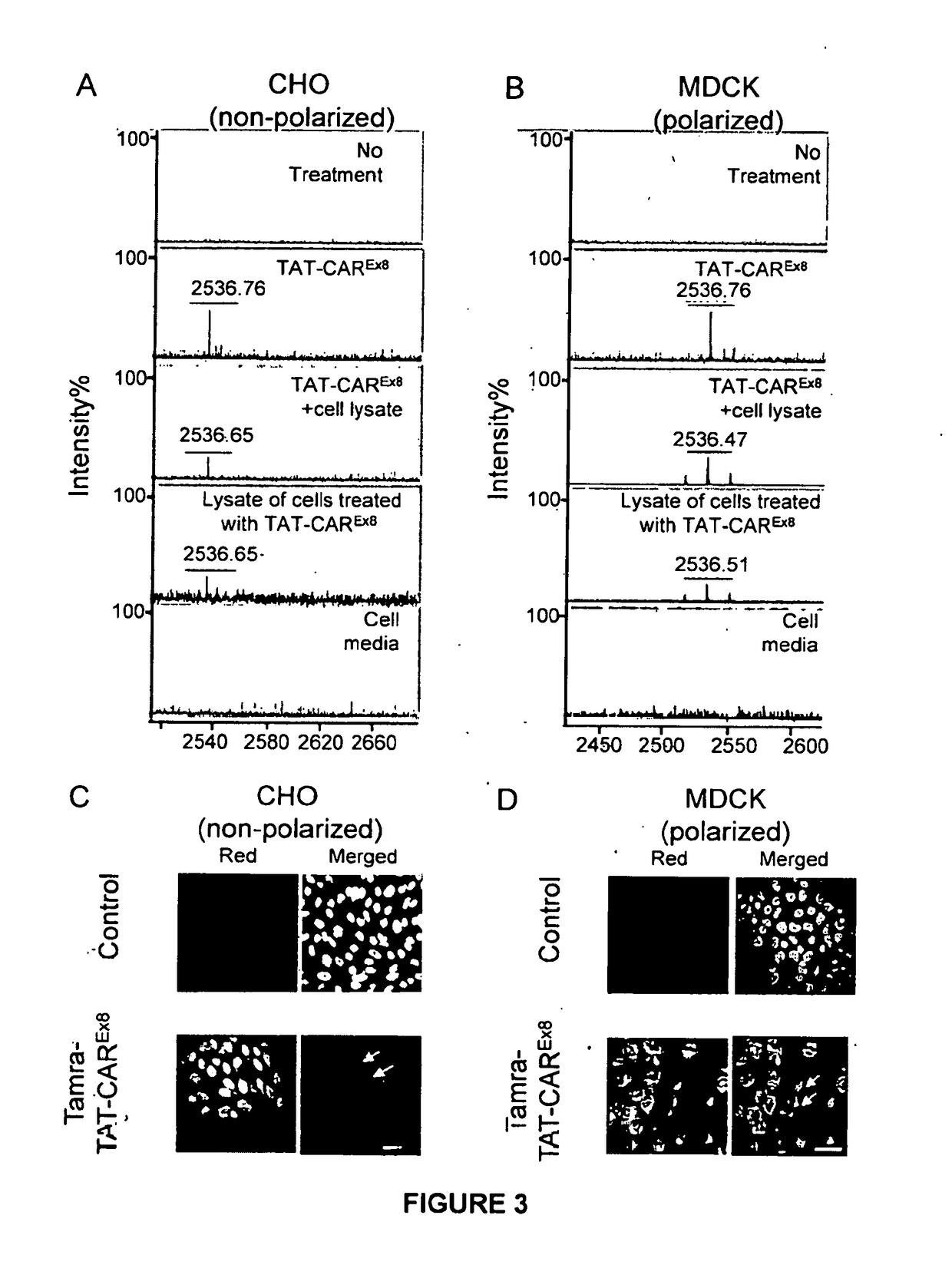 Peptide-based molecules for modulating car expression or accessibility and uses thereof