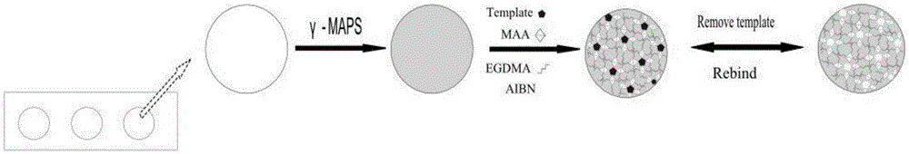 Preparation of pesticide-carbaryl molecular-imprinting bionic rapid-detection test strip and application thereof