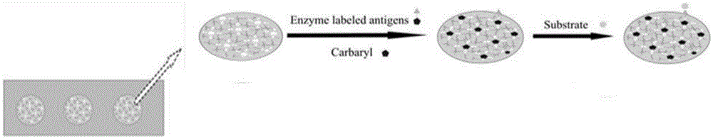 Preparation of pesticide-carbaryl molecular-imprinting bionic rapid-detection test strip and application thereof