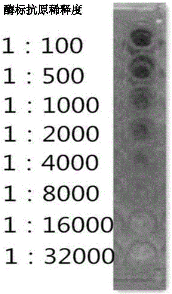 Preparation of pesticide-carbaryl molecular-imprinting bionic rapid-detection test strip and application thereof