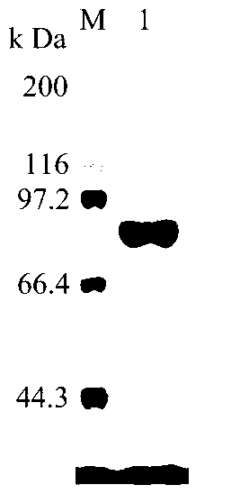 Glutamyltranspeptidase for synthesizing gamma-polyglutamic acid and coding gene thereof