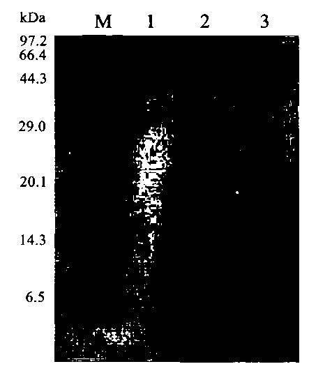 Glutamyltranspeptidase for synthesizing gamma-polyglutamic acid and coding gene thereof