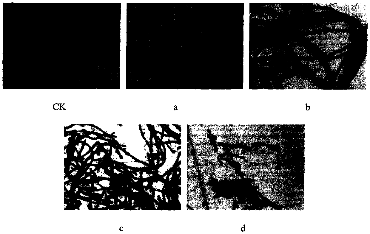 Compound biological pesticide preparation for preventing and treating fruit tree ring rot