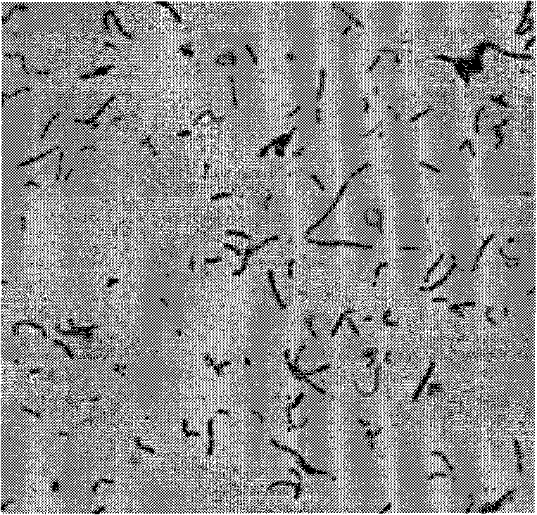 Lactobacillus plantarum ZJ316, procreant antibiotic peptides, preparation and use thereof