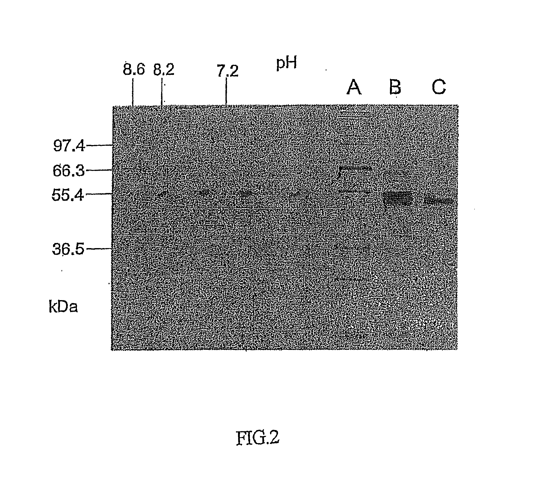 Fucosyl transferase gene