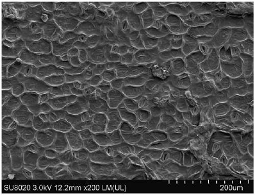 Method for rapidly separating cuticle of plant leaf