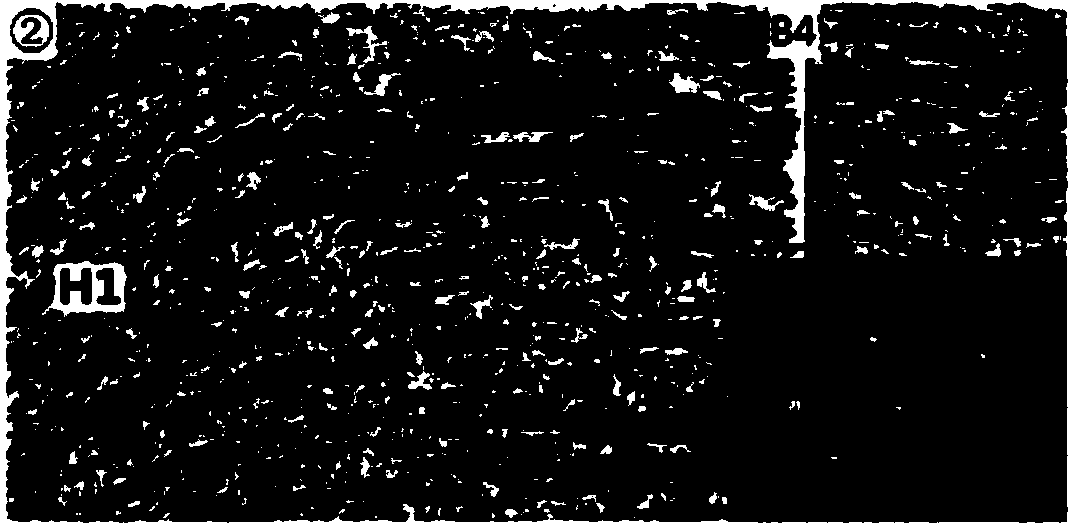 Rapid three-dimensional horizon interpretation method based on horizontal navigation