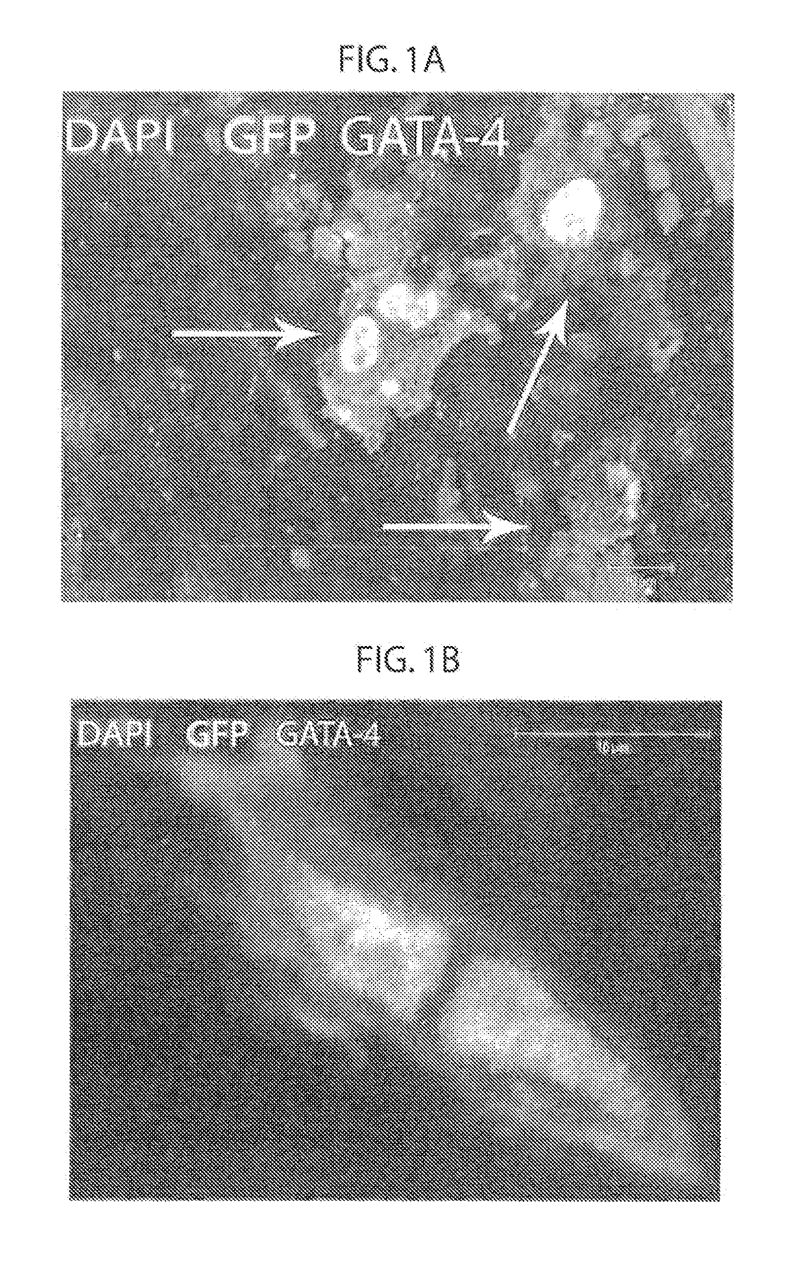 Method to amplify cardiac stem cells in vitro and in vivo