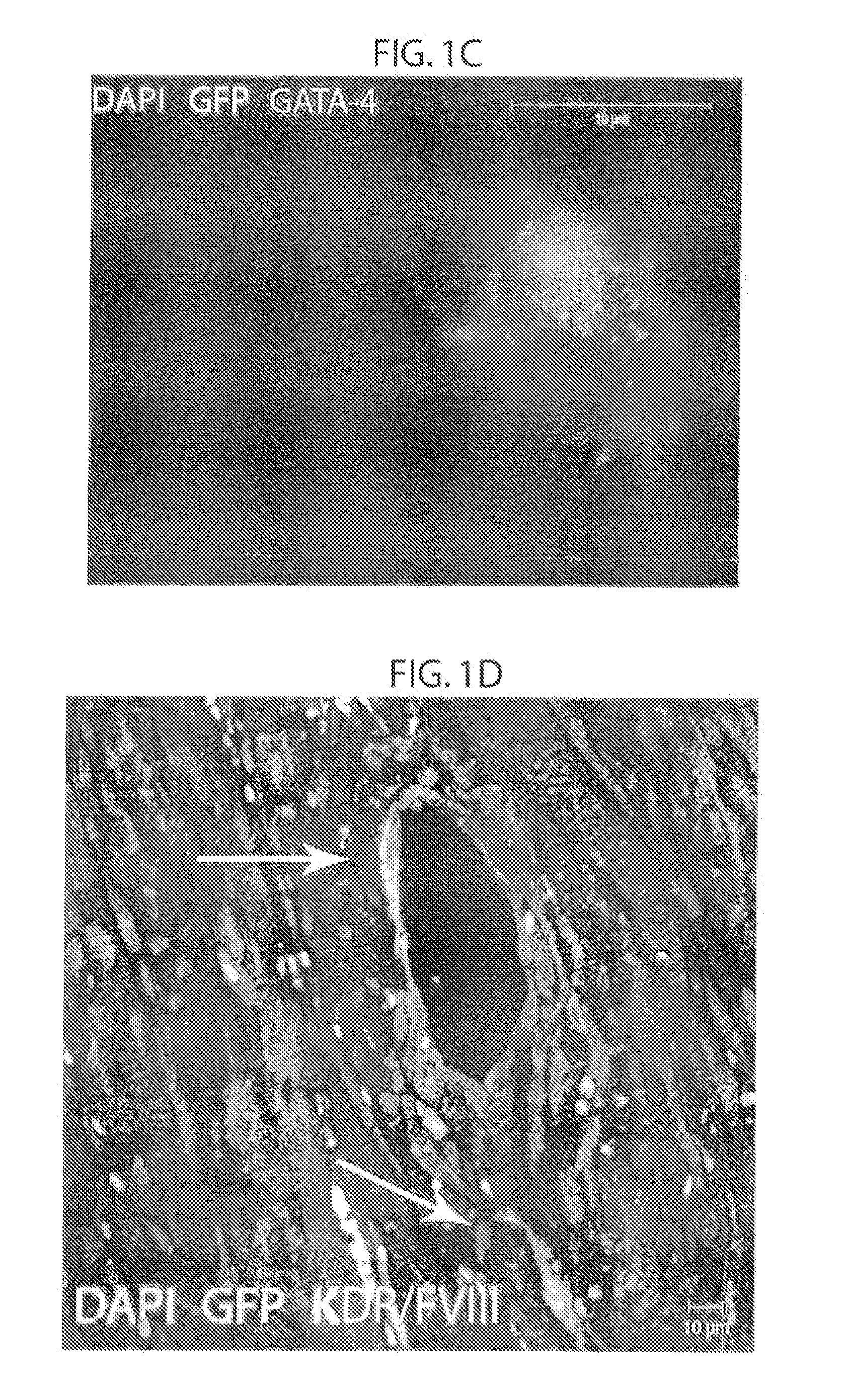 Method to amplify cardiac stem cells in vitro and in vivo