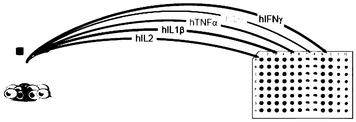 Method of detecting multiple cell factors simultaneously by HTFR (homogeneous time-resolved fluorescence) technique