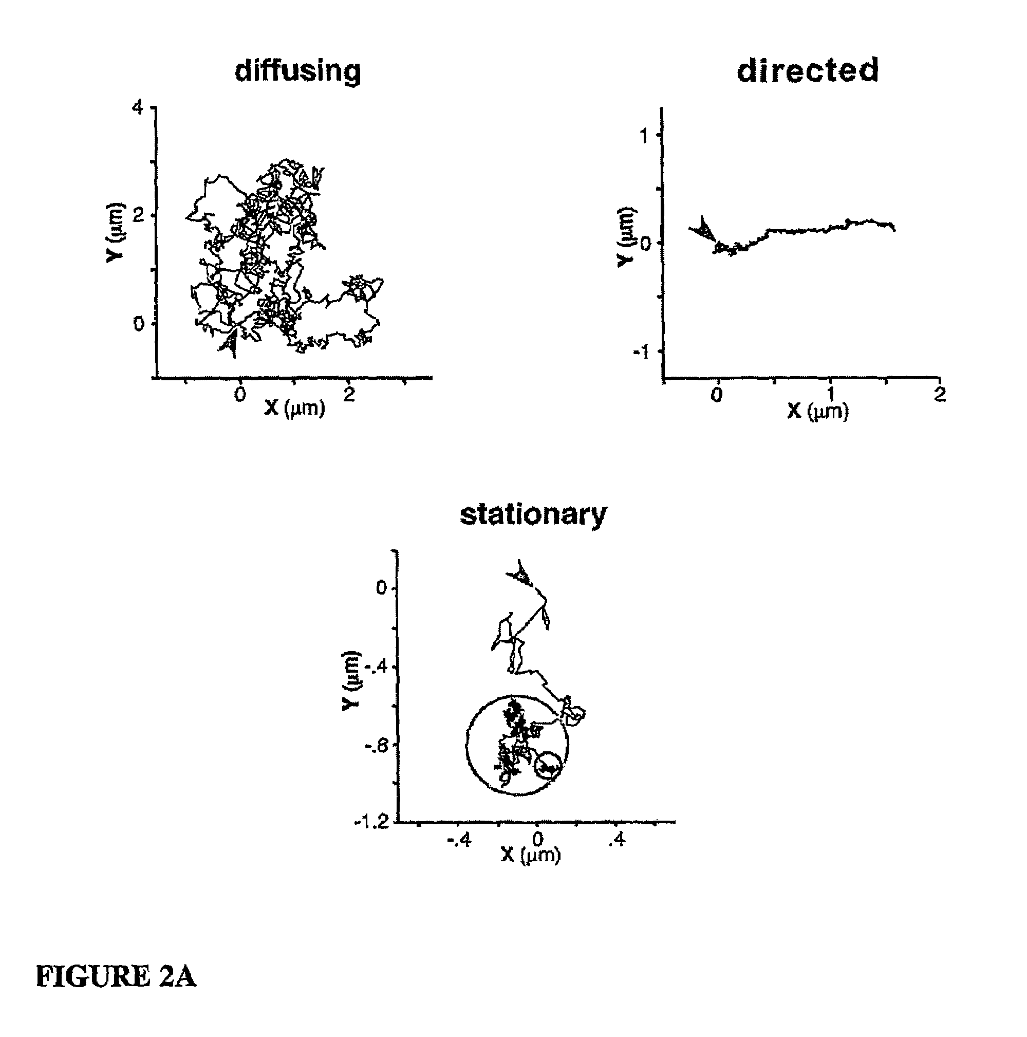 Peptides for treating axonal damage, inhibition of neurotransmitter release and pain transmission, and blocking calcium influx in neurons