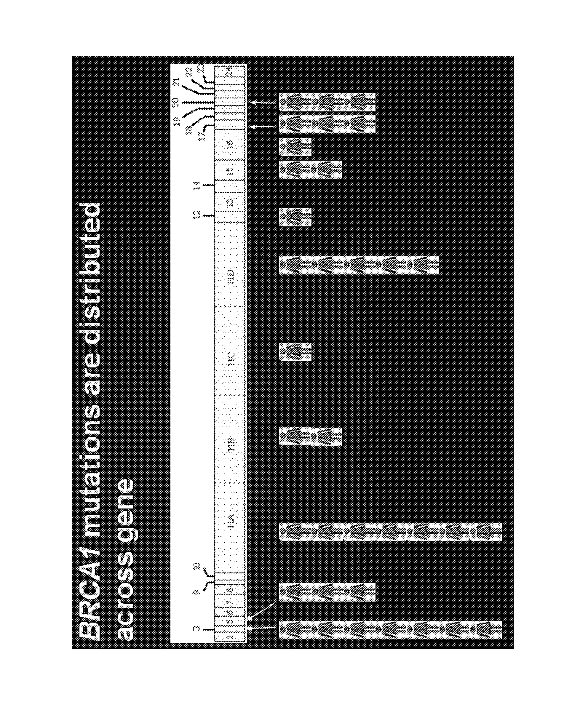 Breast cancer profiles and methods of use thereof