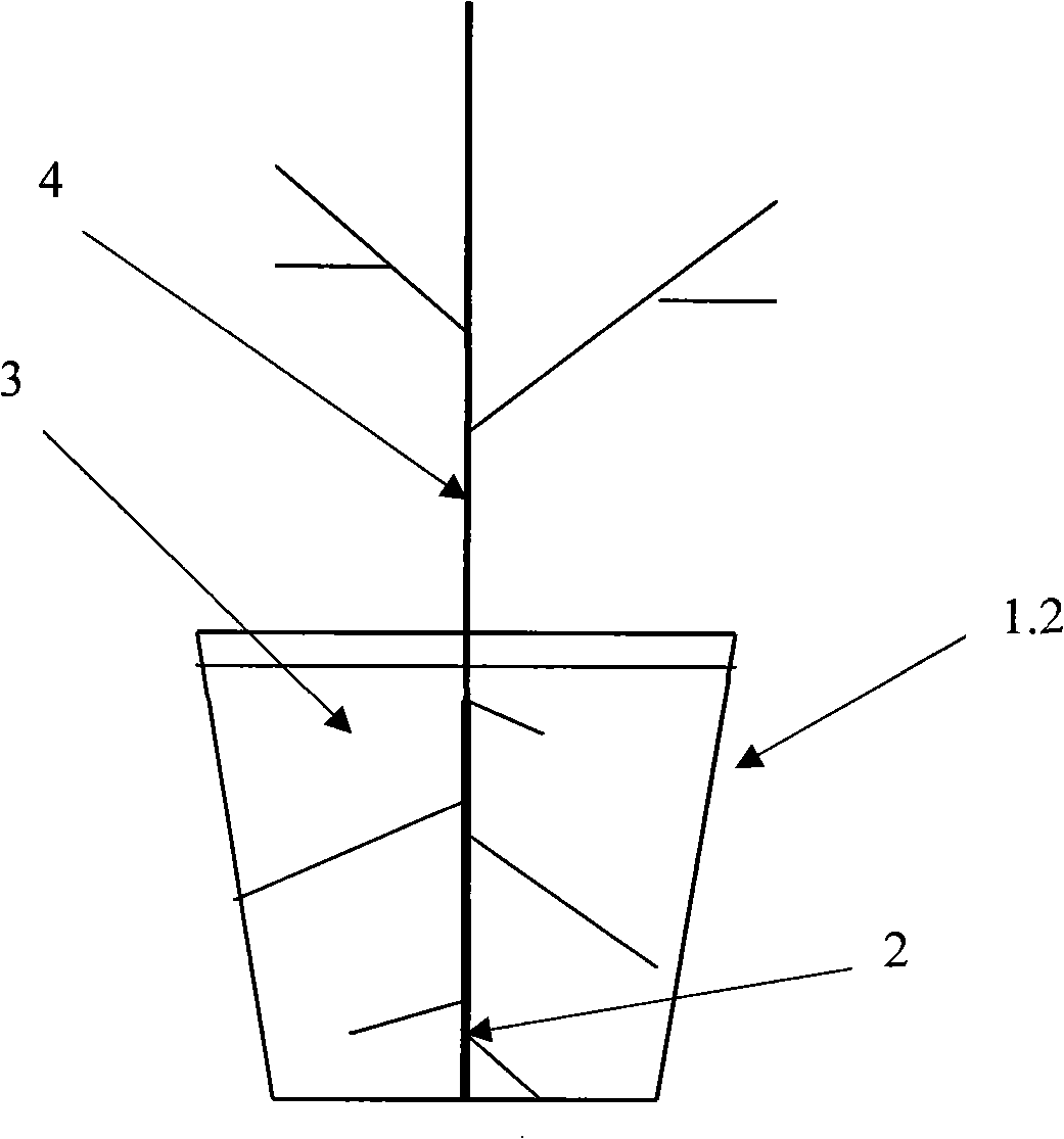 Root limiting grow method for fruit tree in greenhouse