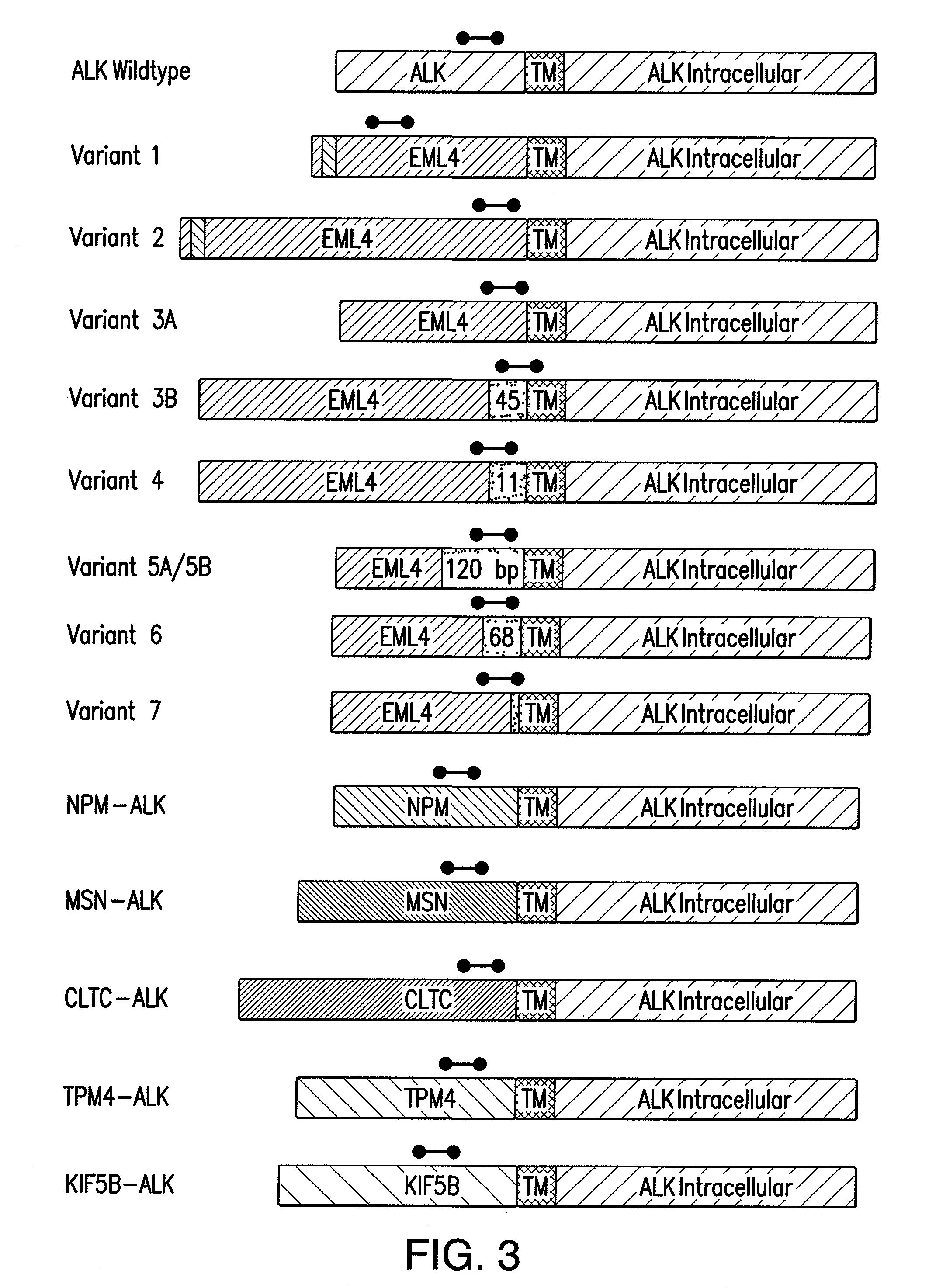 Methods and compositions relating to fusions of alk for diagnosing and treating cancer