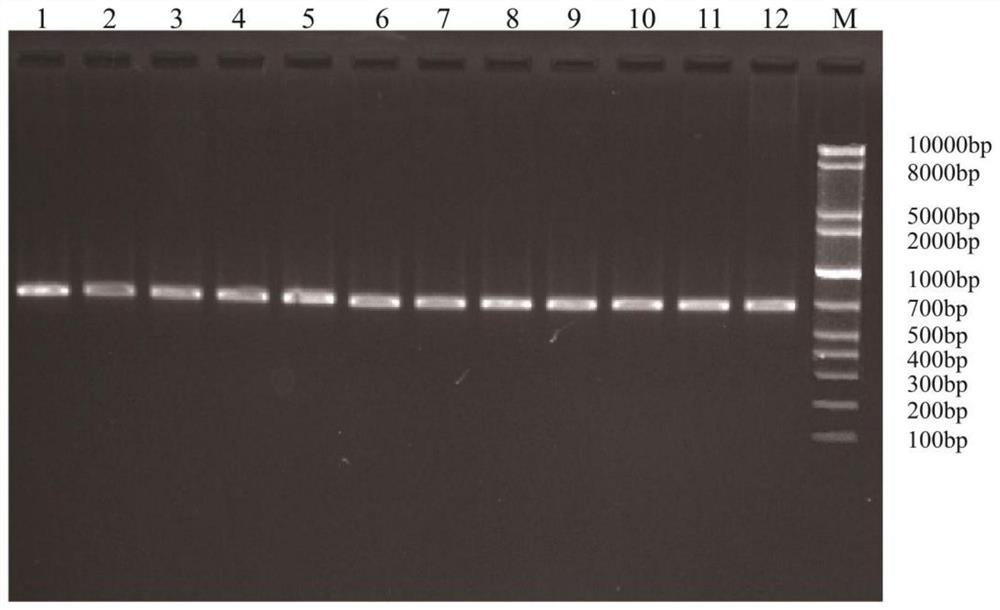 A kind of molecular marker primer and method for differentiating large flat apricot, Siberian apricot and fresh apricot