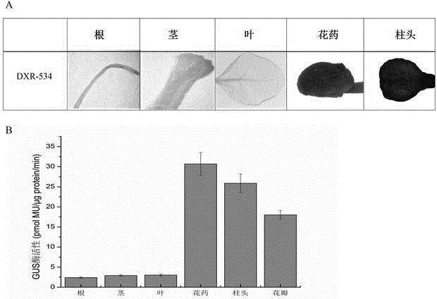 DXR promoter for lily flower part peculiarities and wound inductions and application of DXR promoter