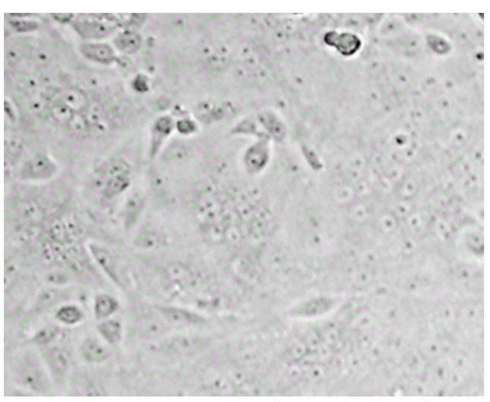 Method for culturing porcine epidemic diarrhea virus