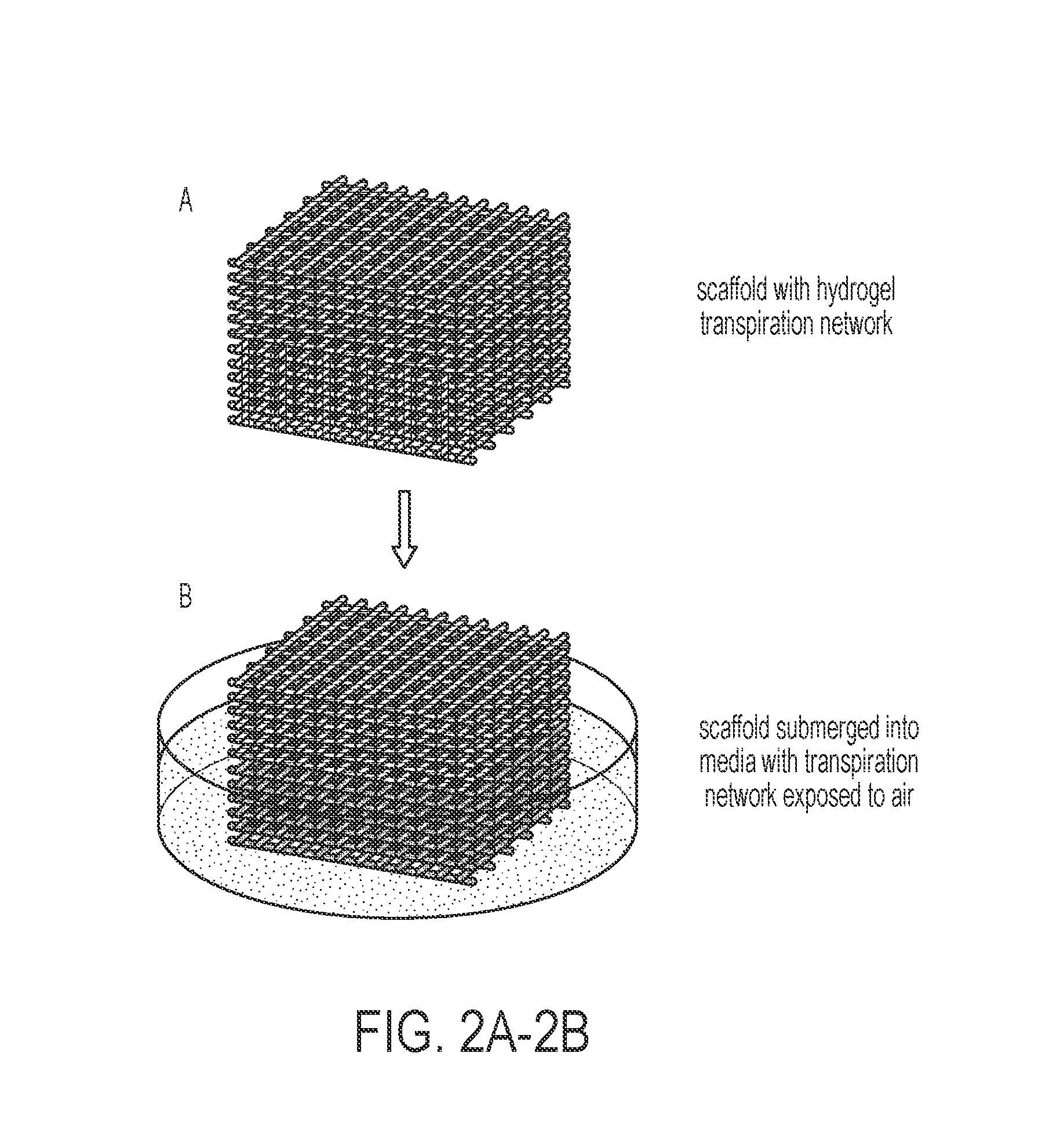Method for creating an internal transport system within tissue scaffolds using computer-aided tissue engineering