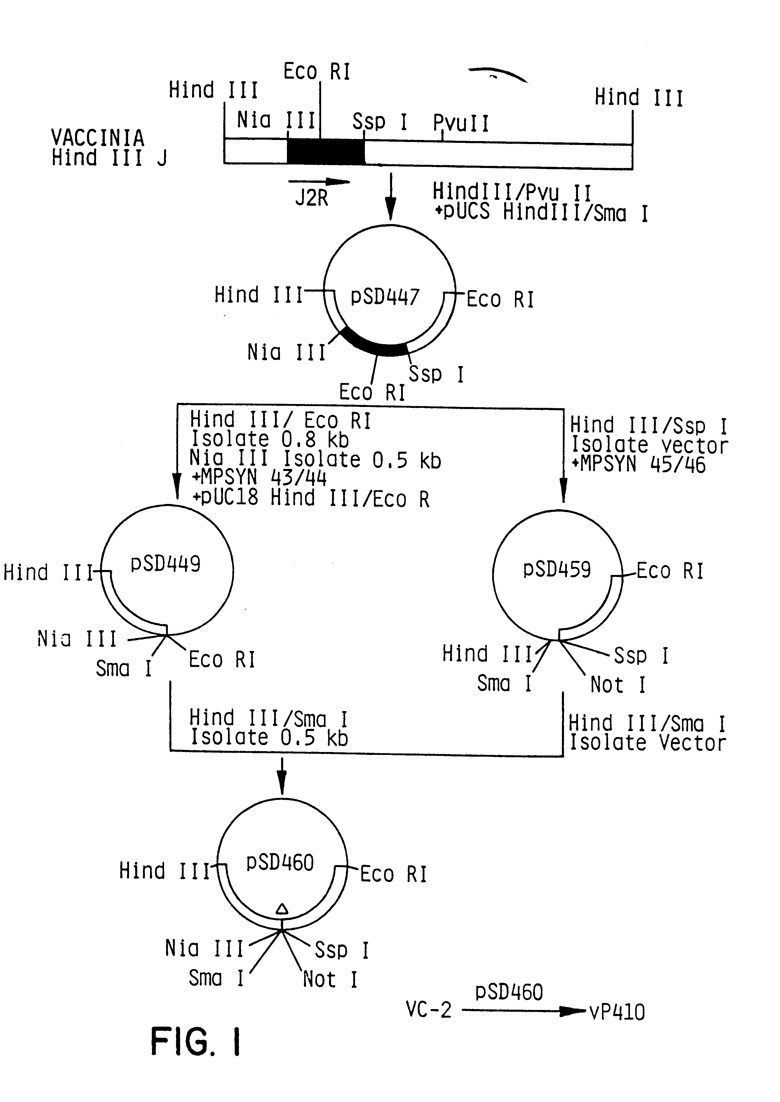 Recombinant poxvirus-cytomegalovirus compositions and uses