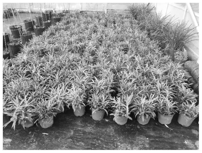 Standardized propagation production method for dianthus superbus