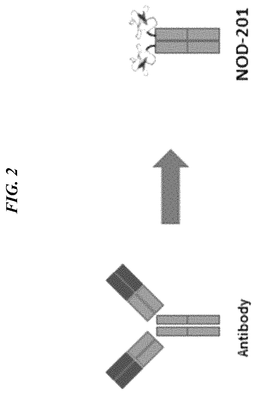 Combination tumor treatment with an integrin-binding-Fc fusion protein and immune stimulator