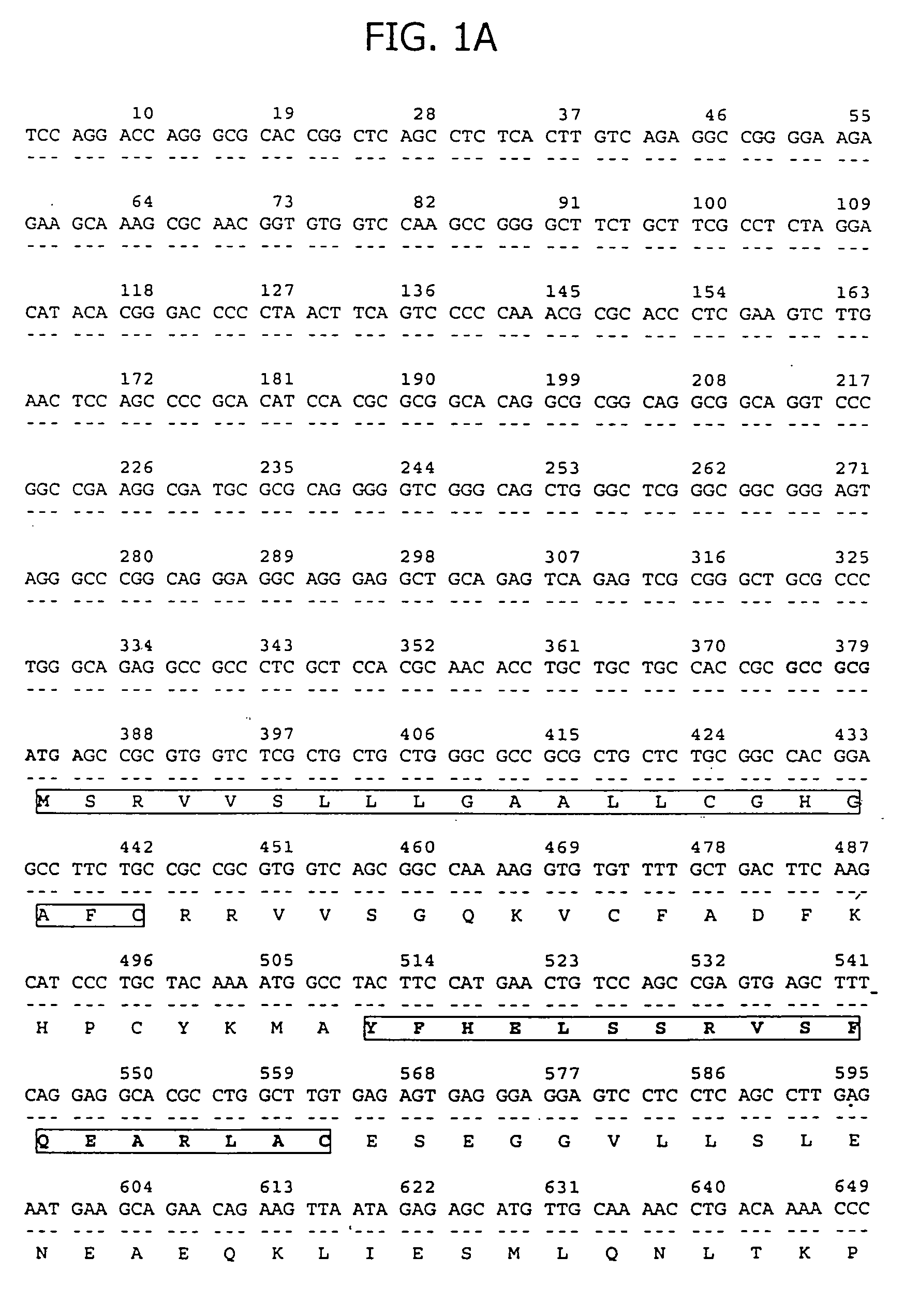 C-type lectin transmembrane antigen expressed in human prostate cancer and uses thereof