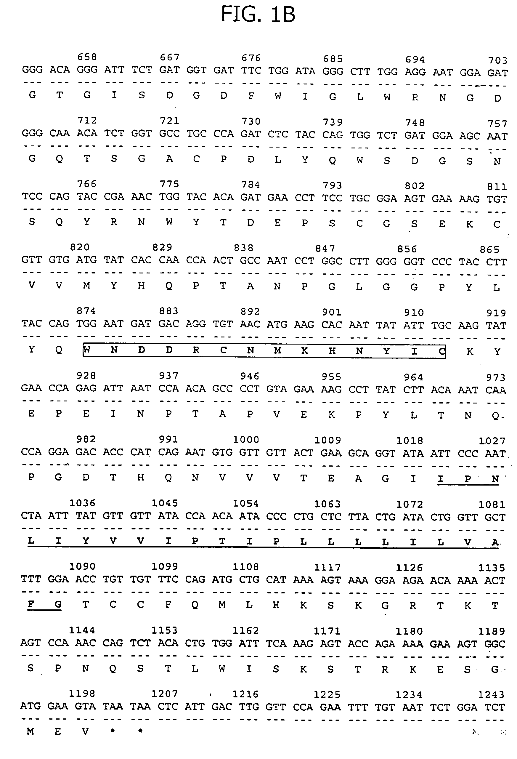 C-type lectin transmembrane antigen expressed in human prostate cancer and uses thereof