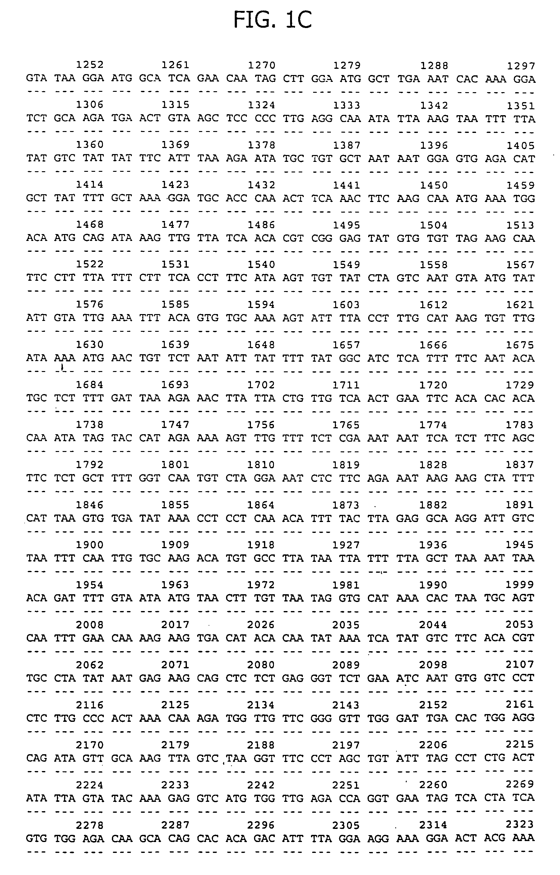 C-type lectin transmembrane antigen expressed in human prostate cancer and uses thereof