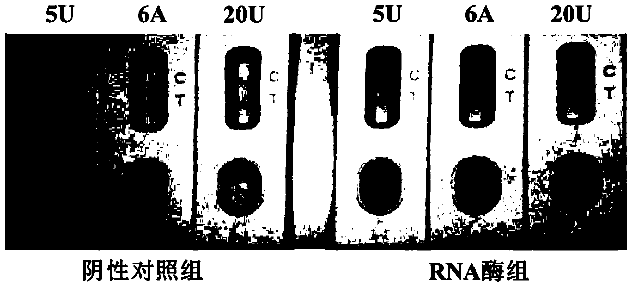 CRISPR nucleic acid detection kit for detecting novel coronavirus (2019-nCoV)