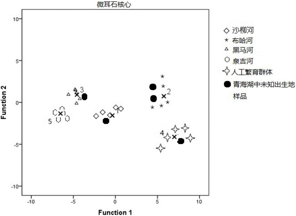 Method for distinguishing artificially-bred Gymnocypris przewalskii and naturally-bred Gymnocypris przewalskii and application