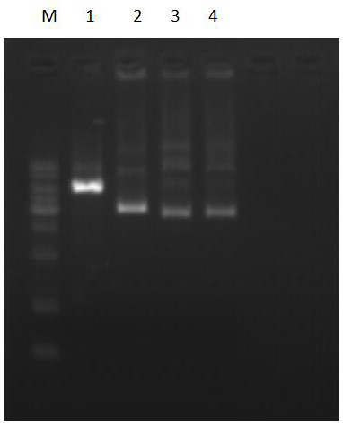 A method of inhibiting dna enzyme cleavage