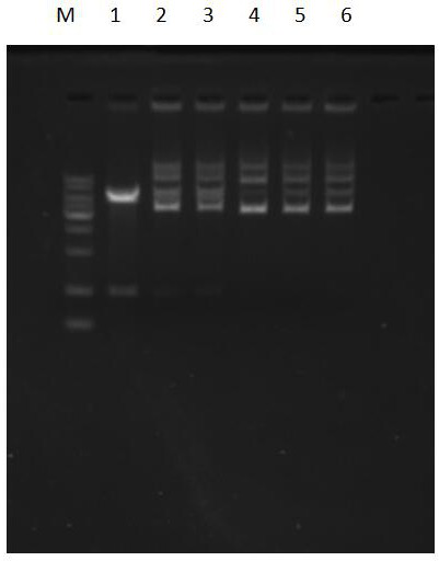 A method of inhibiting dna enzyme cleavage