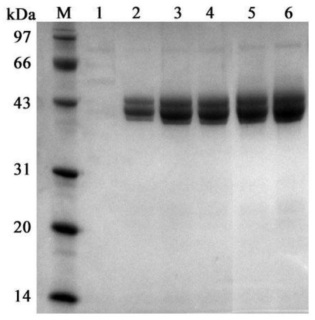 Xylanase Scxyn5 as well as coding gene and application thereof