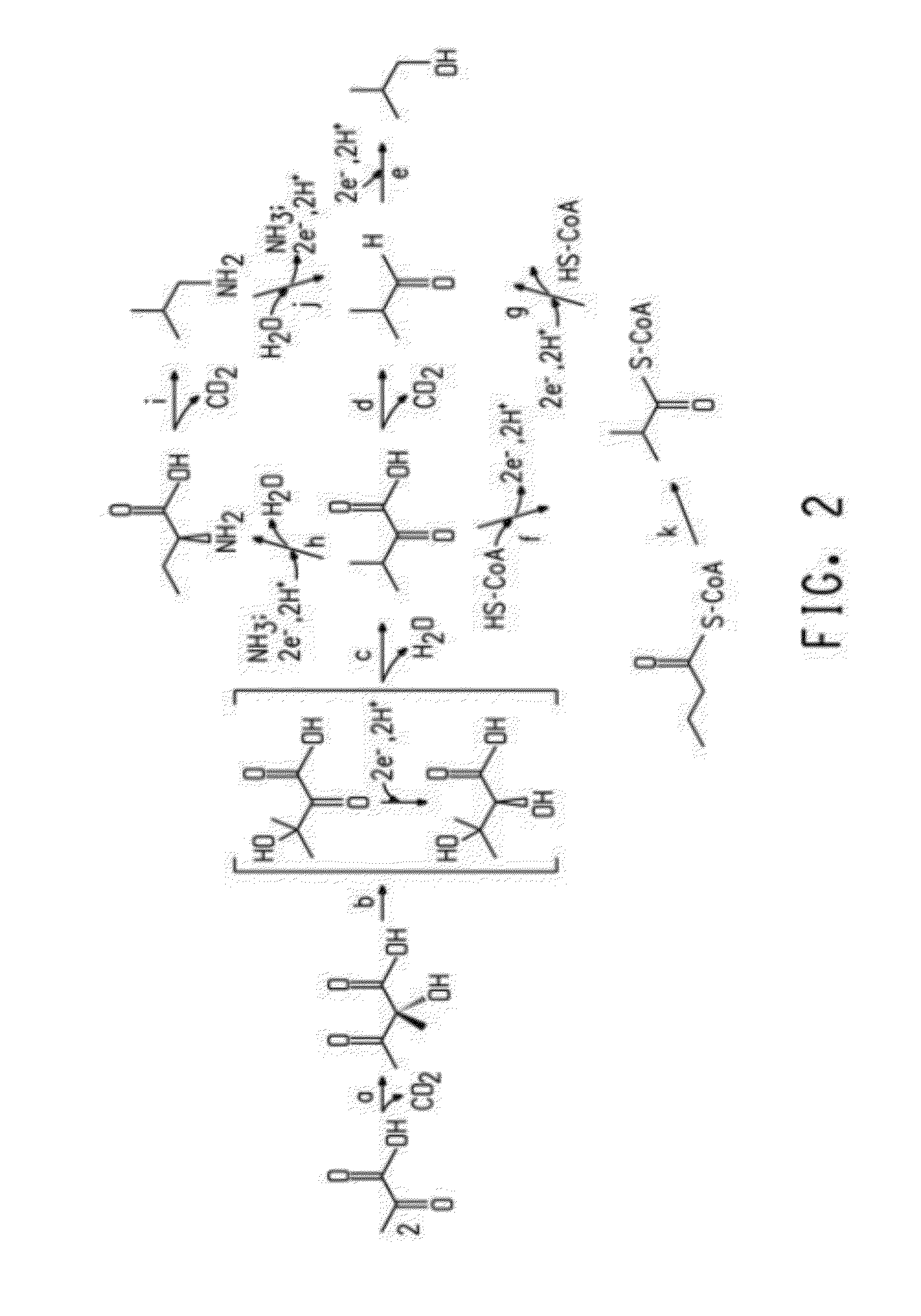 Enhanced Pyruvate to Acetolactate Conversion in Yeast