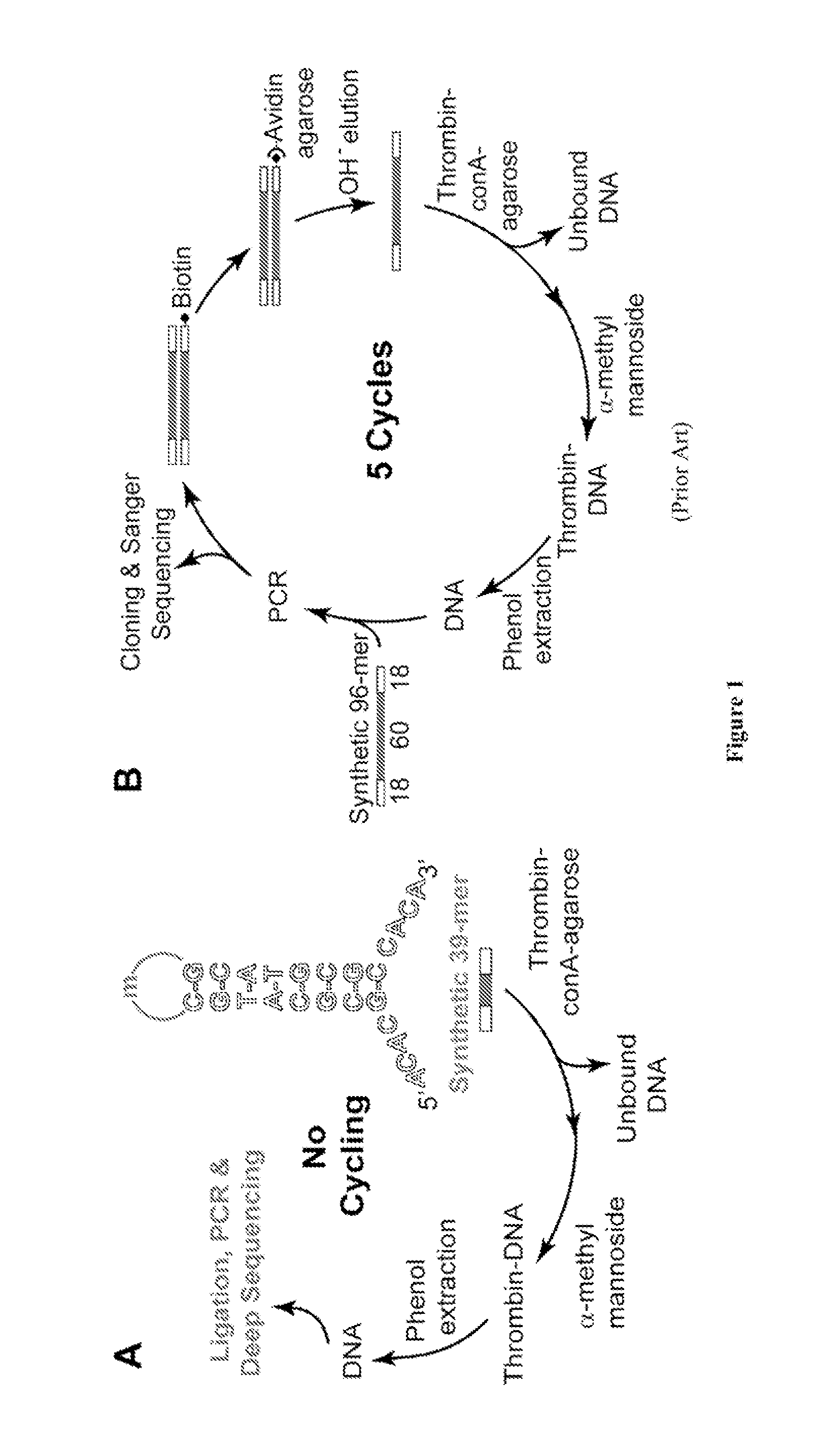 Library Compositions and Methods for Acyclic Identification of Aptamers