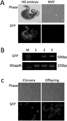 Mouse pluripotent stem cell line for erythroid specific high-expression GFP (Green Fluorescent Protein) and construction method of mouse pluripotent stem cell line