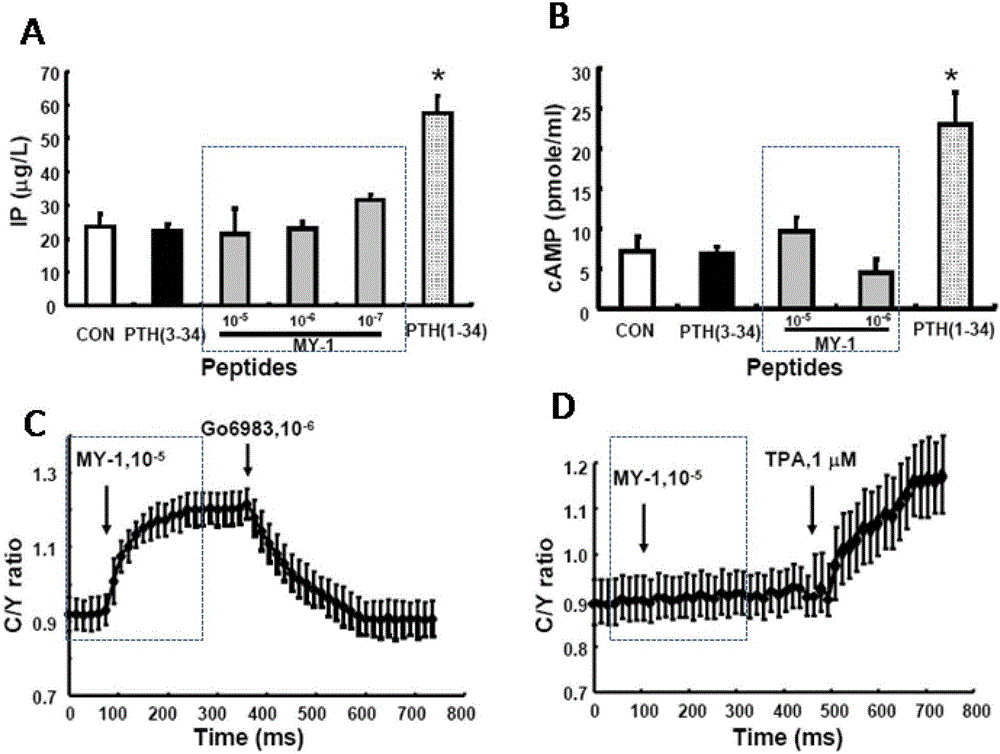 PTH mimic peptide and application thereof