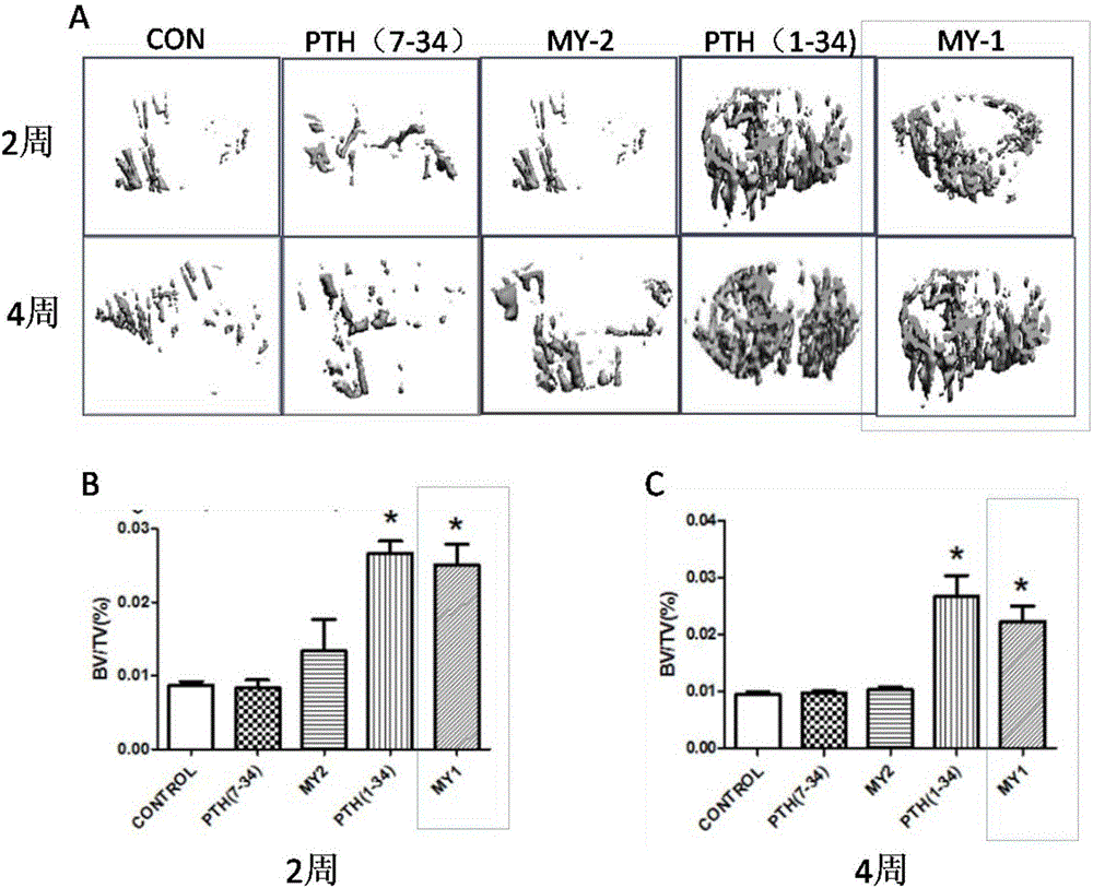 PTH mimic peptide and application thereof